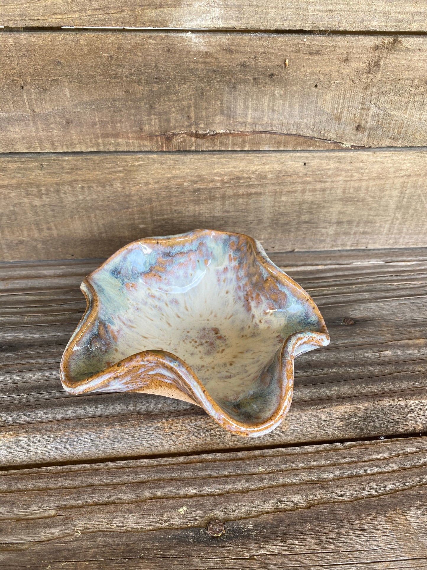 Blue Oyster 